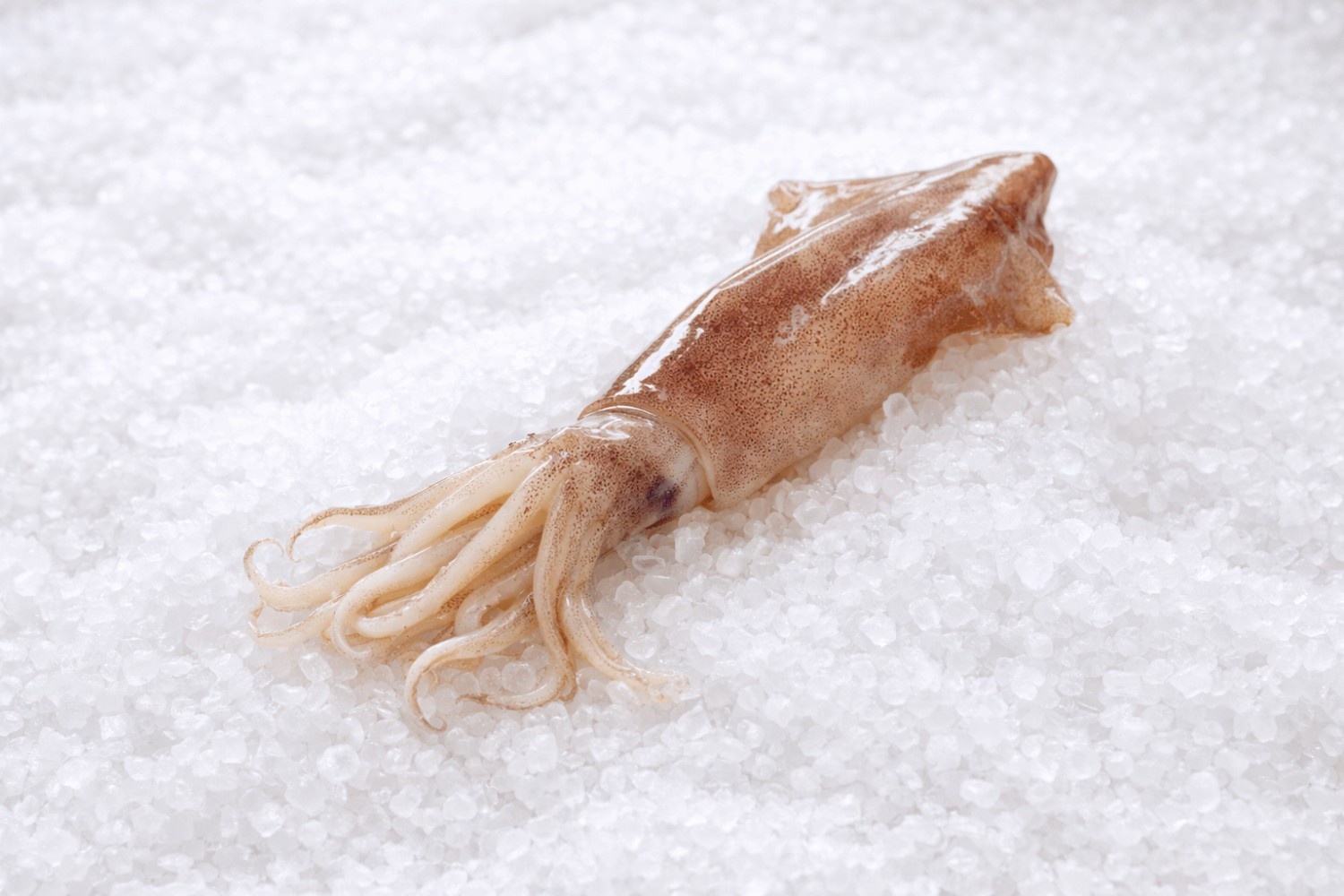 Кальмары (импортные)